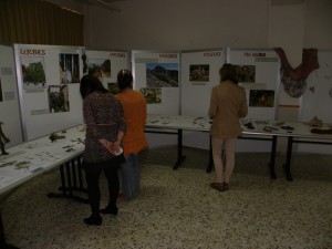 Exposición (2)